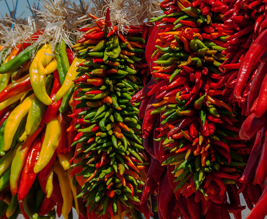 Colorful Chile Ristras at Hatch, New Mexico Festival