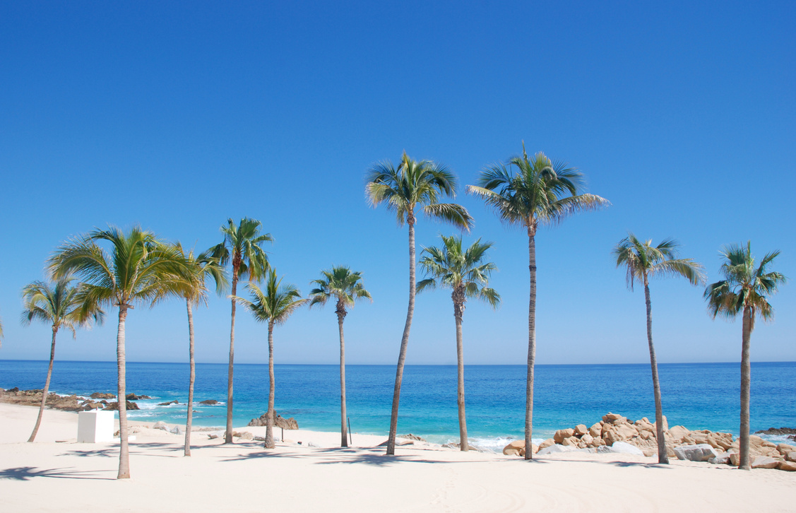 Palm Trees in Los Cabos